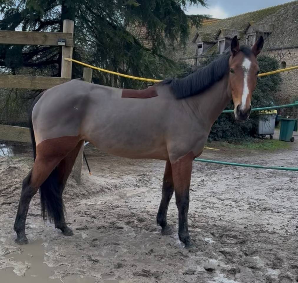 Jument de 4 ans selle française