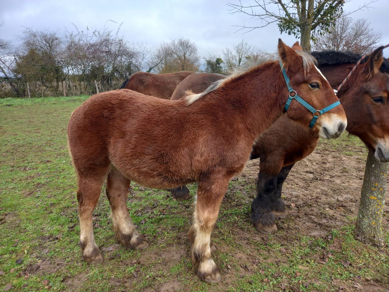 Poulain trait ardennais 