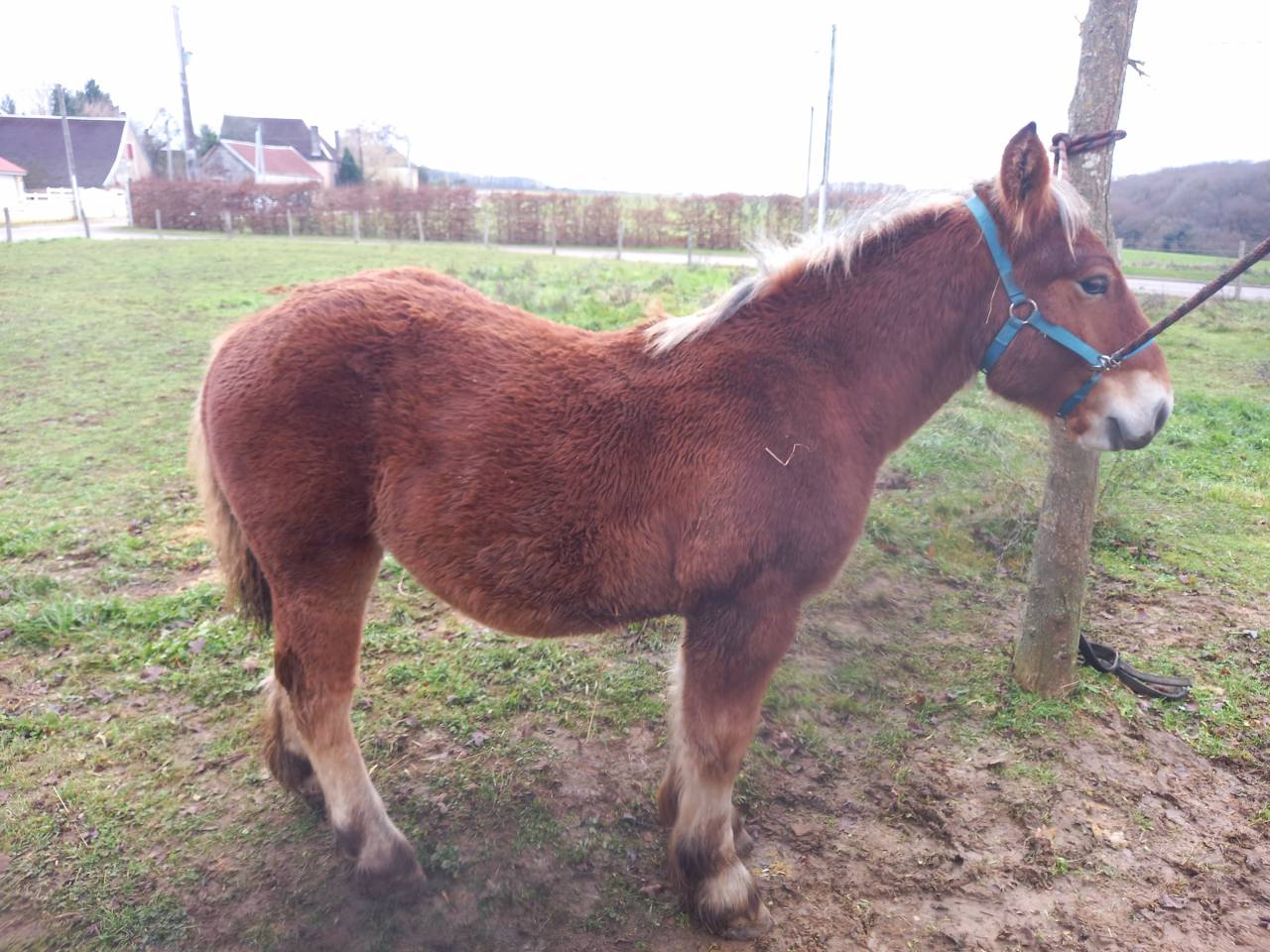 Poulain trait ardennais 