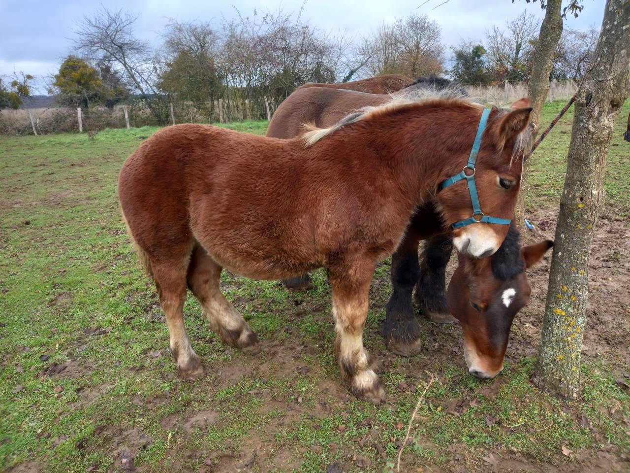 Poulain trait ardennais 