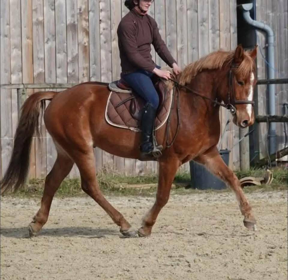 OASIS, Élégance dorée et puissance tranquille