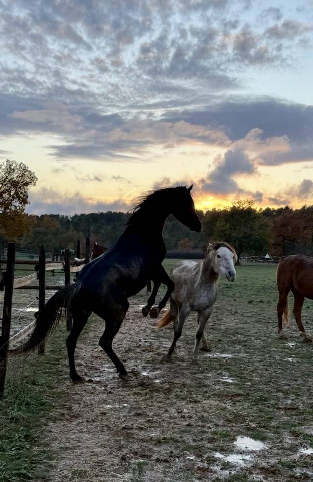  Jument Pur Sang Arabe – 3 ans – Noire rubicano