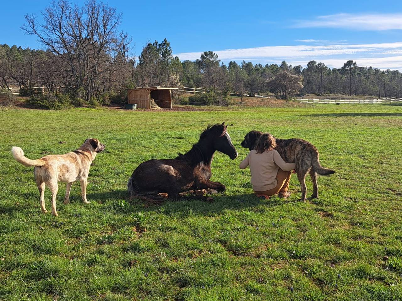  Jument Pur Sang Arabe – 3 ans – Noire rubicano