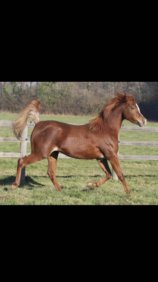  Jument Pur Sang Arabe – 3 ans – Noire rubicano