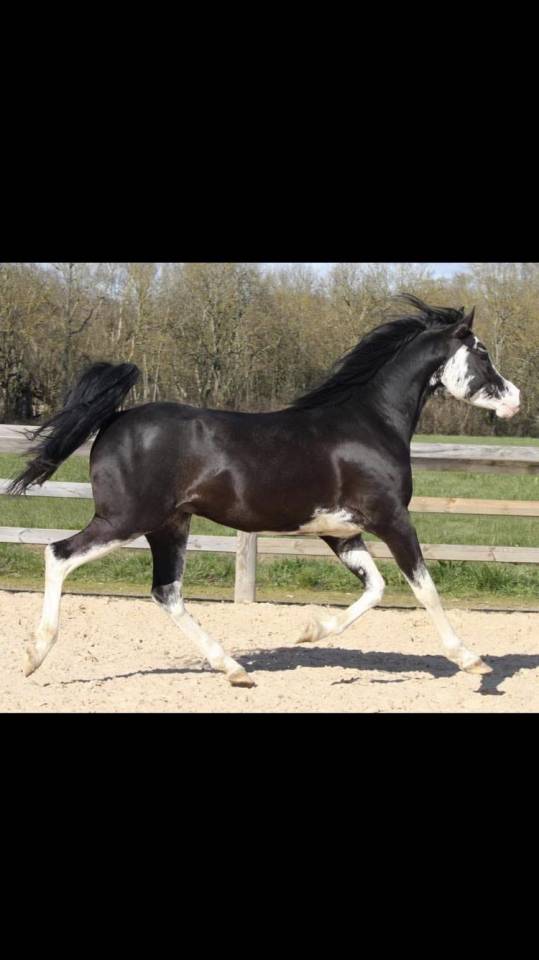  Jument Pur Sang Arabe – 3 ans – Noire rubicano