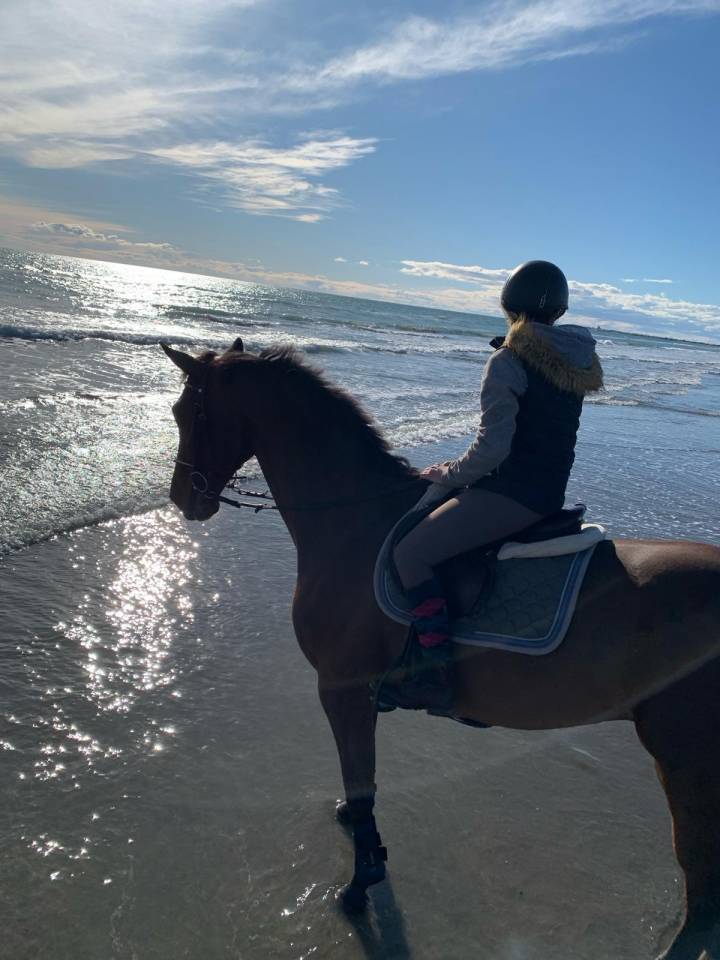 Hongre cso expérience 1m35