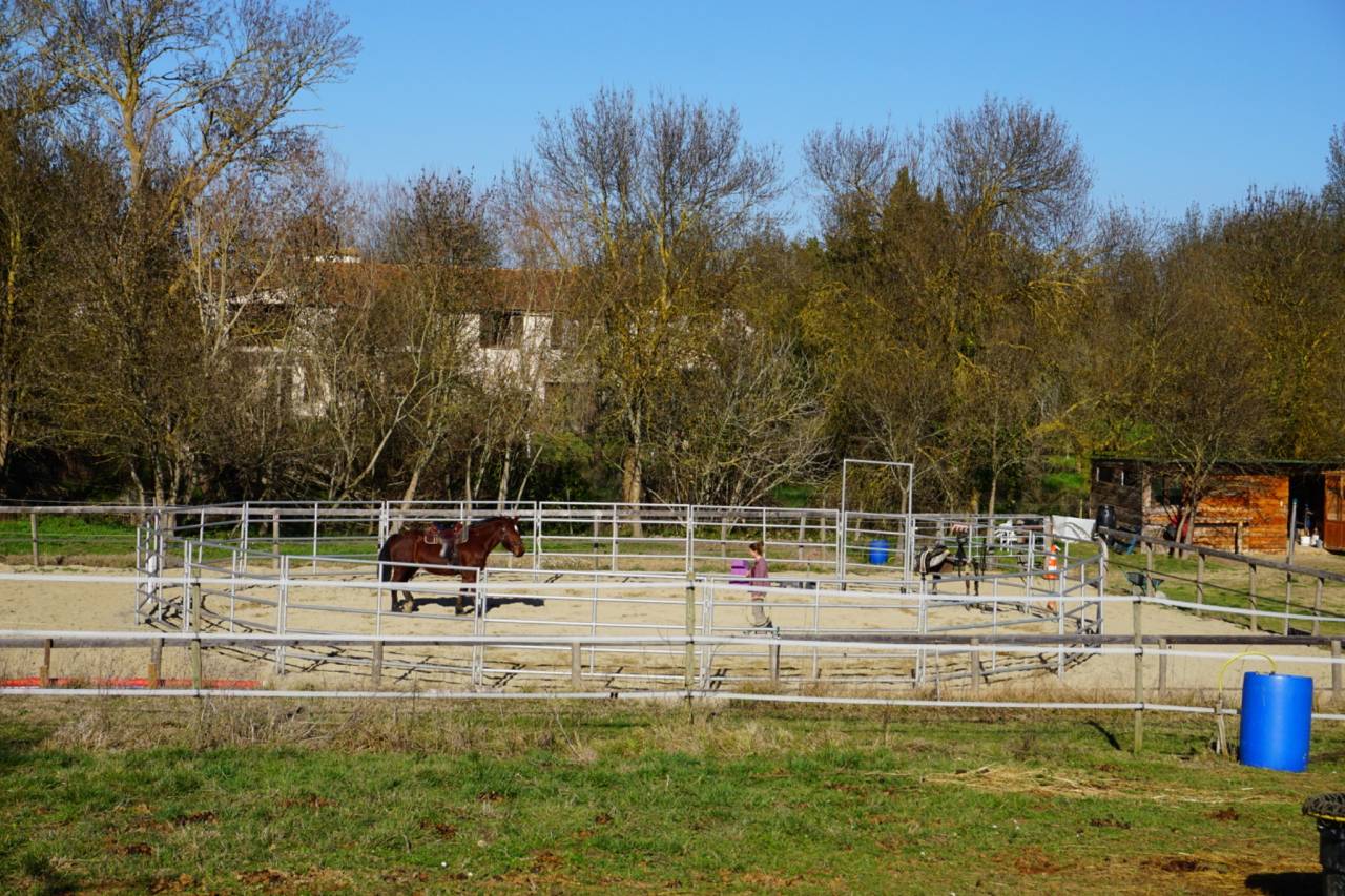 Débourrages - Centre d’Éducation et de Formation des Chevaux EquiMotion