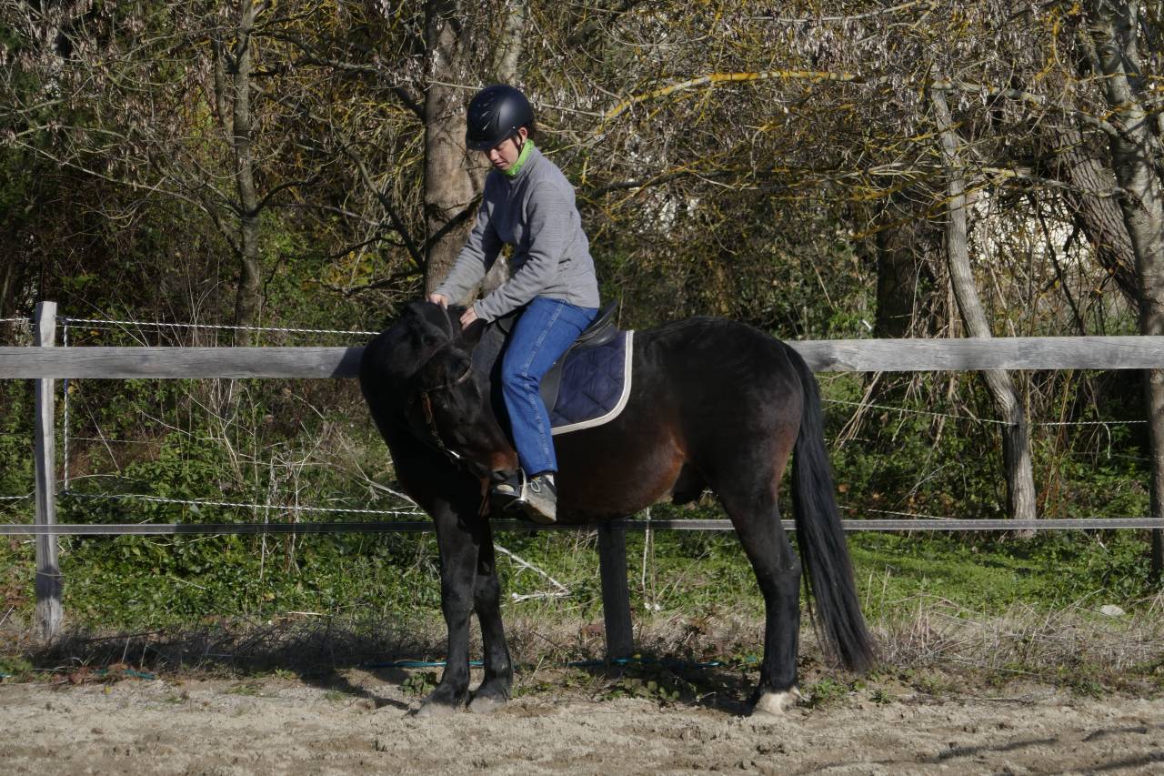 Débourrages - Centre d’Éducation et de Formation des Chevaux EquiMotion