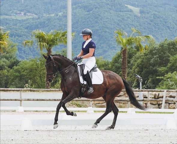 Jument Dressage Expérience en compétition