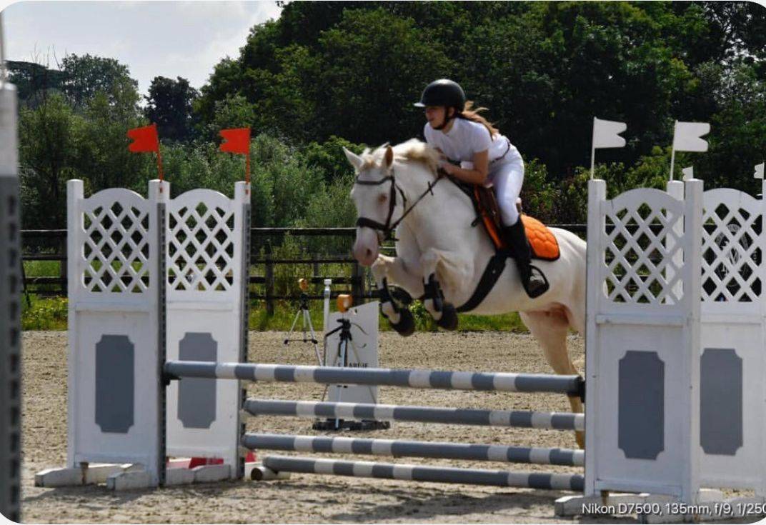 A vendre magnifique ponette D Connemara 