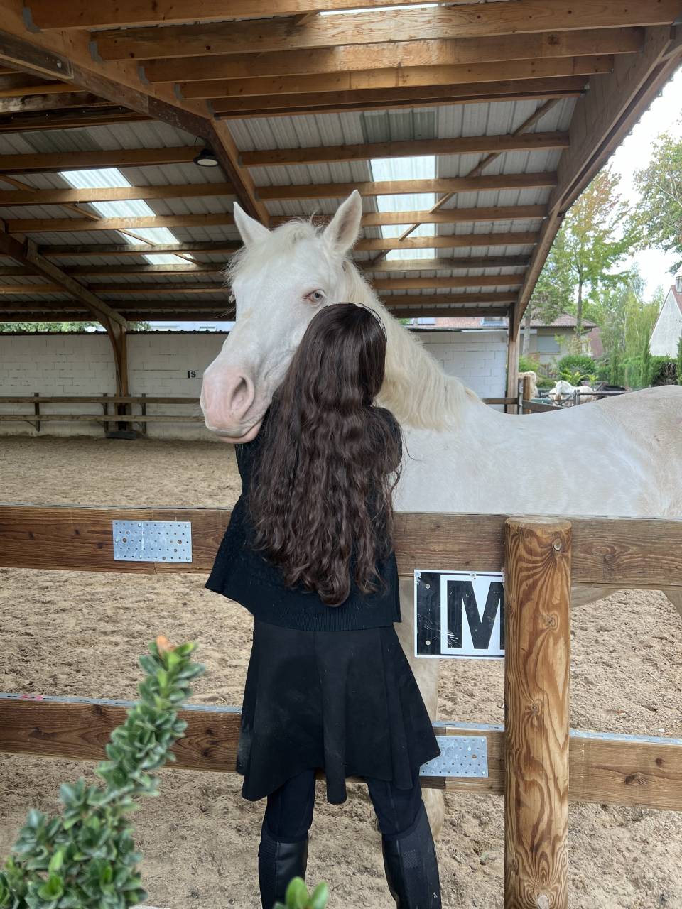 A vendre magnifique ponette D Connemara 