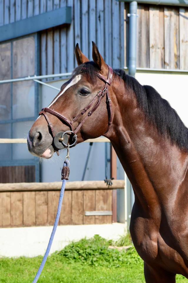 Photographie & Vidéo Équin