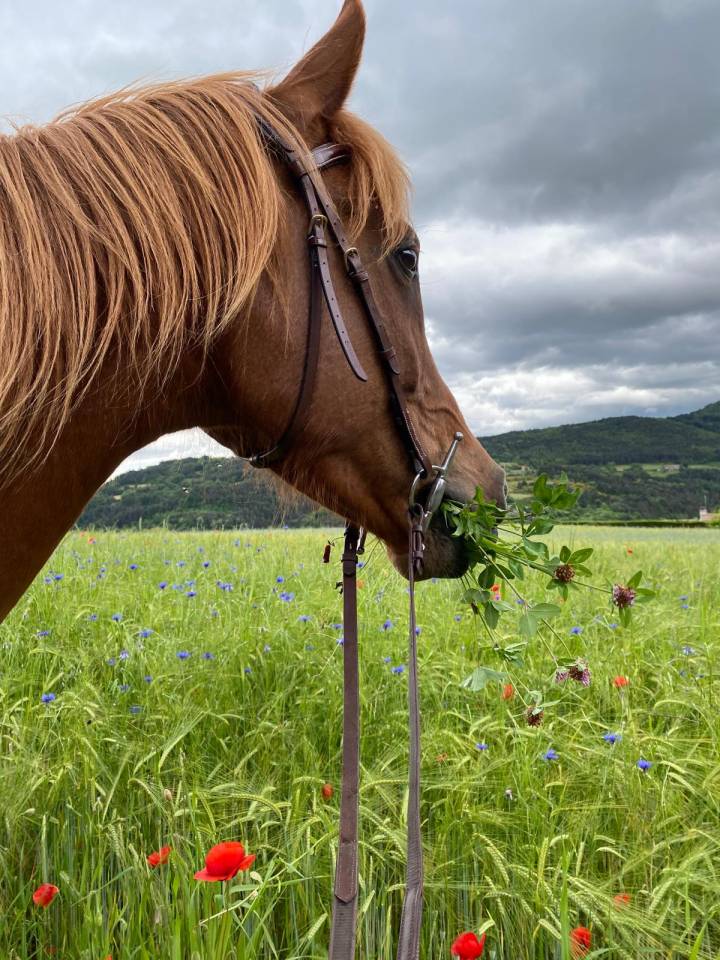 Hongre Pur-sang Arabe Polyvalent 