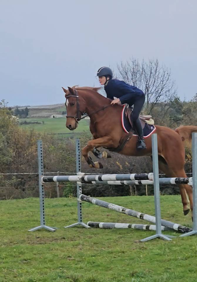 Hongre Pur-sang Arabe Polyvalent 