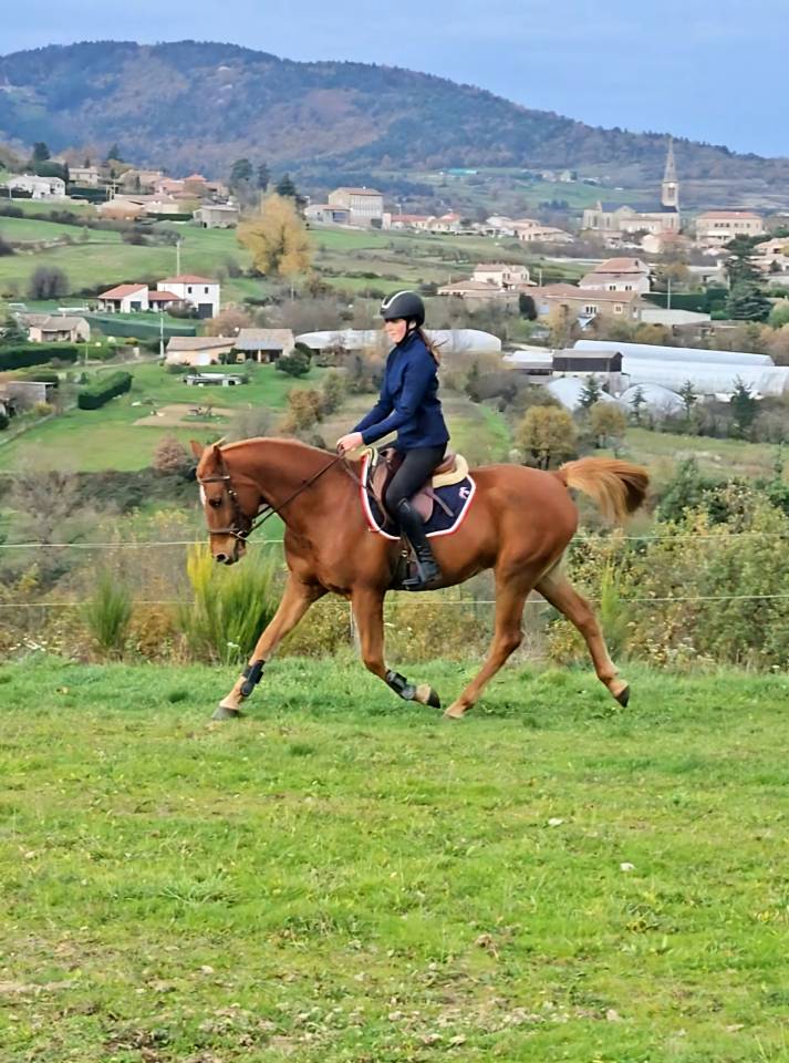 Hongre Pur-sang Arabe Polyvalent 