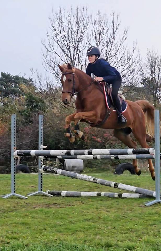 Hongre Pur-sang Arabe Polyvalent 