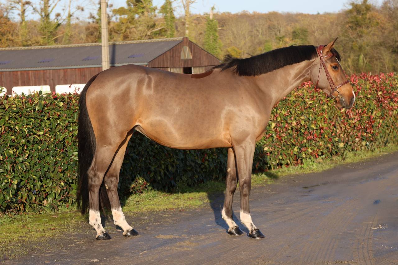 Horse Agency – Commerce & Courtage de Chevaux de Sport