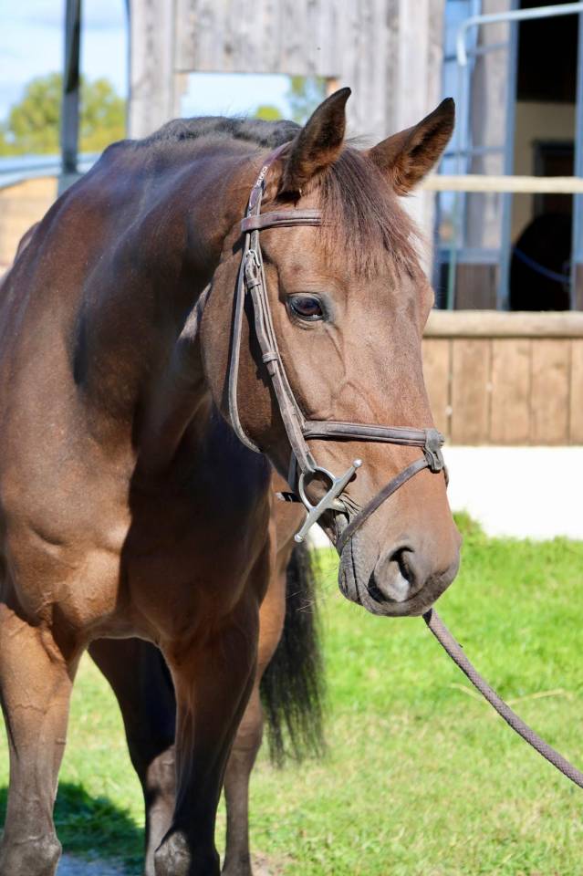 Horse Agency – Commerce & Courtage de Chevaux de Sport