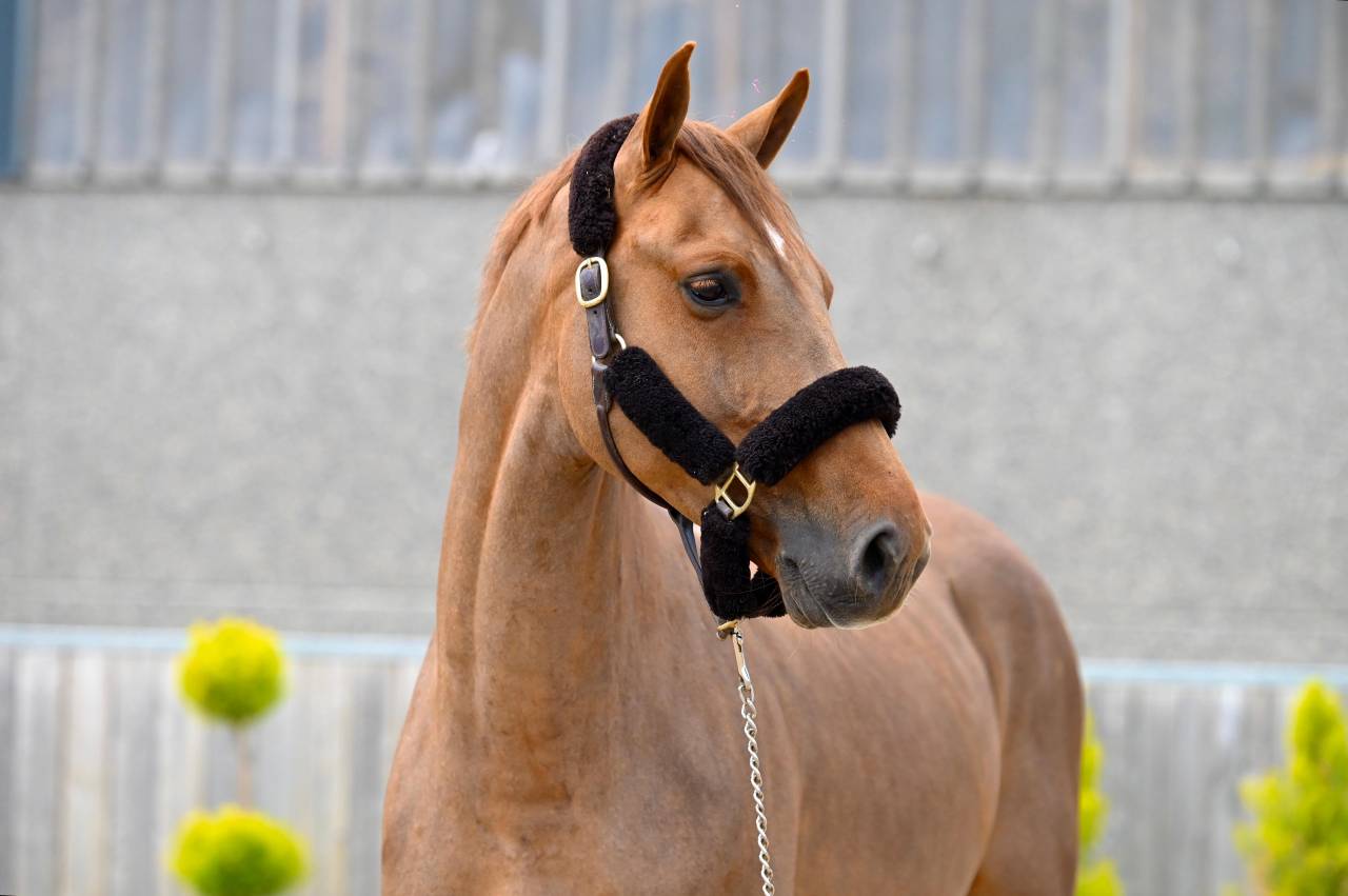 Horse Agency – Commerce & Courtage de Chevaux de Sport