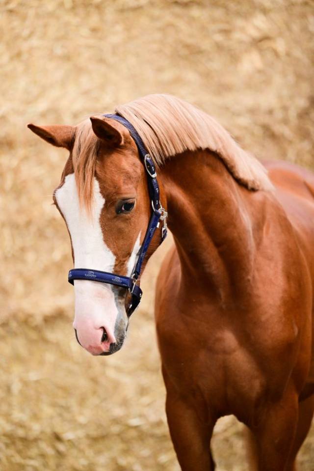 Horse Agency – Commerce & Courtage de Chevaux de Sport