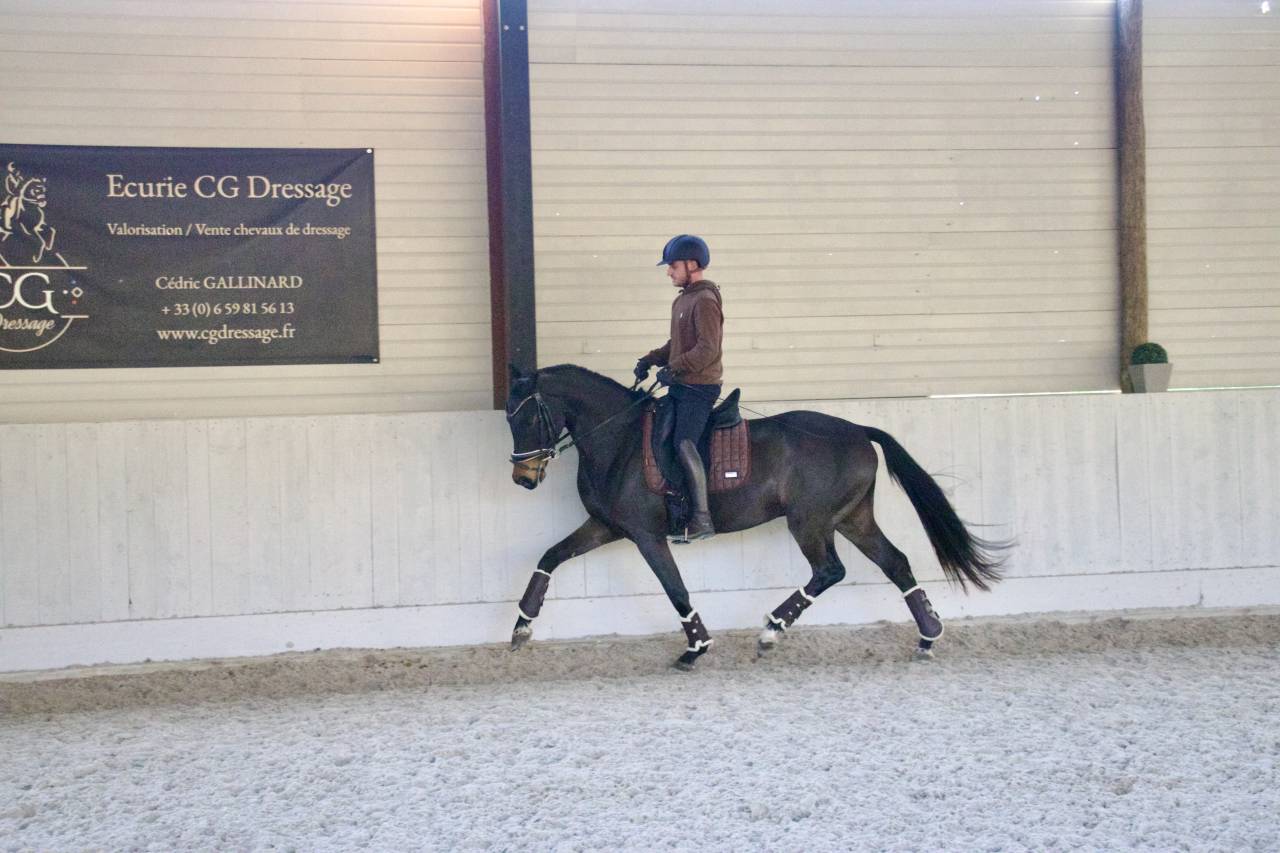 Talentueux hongre oldenbourg 