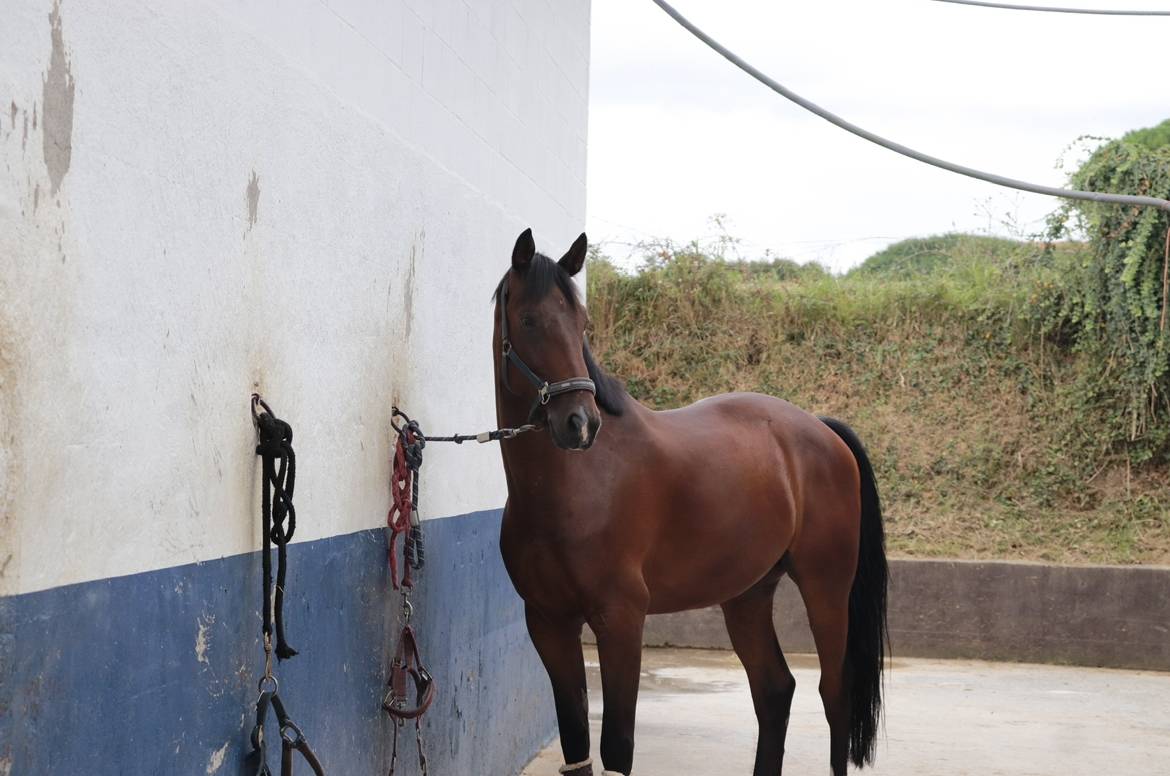 6 years old Gelding