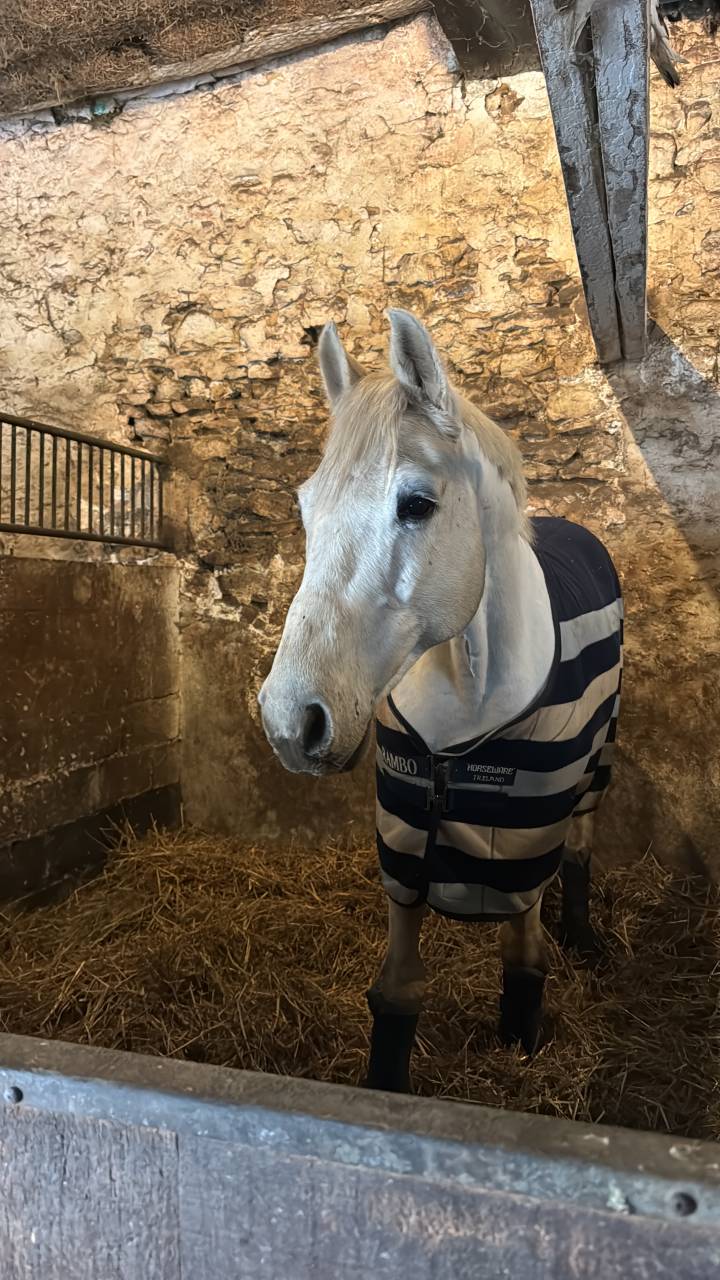 Hongre 14 ans Mylord Carthago