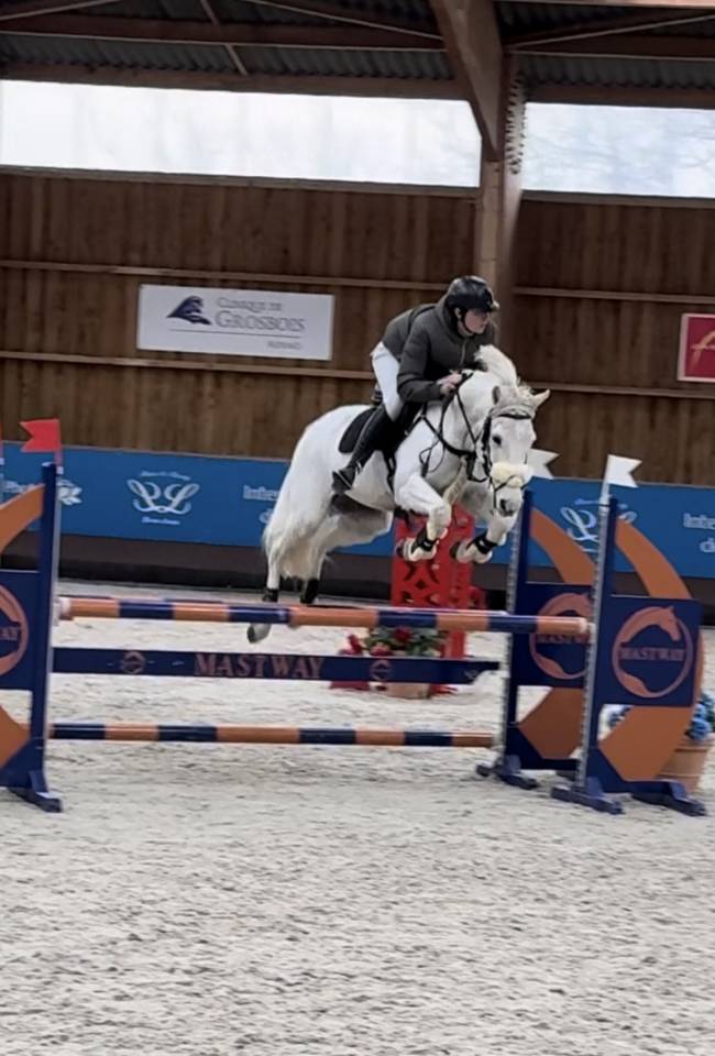 Hongre 14 ans Mylord Carthago