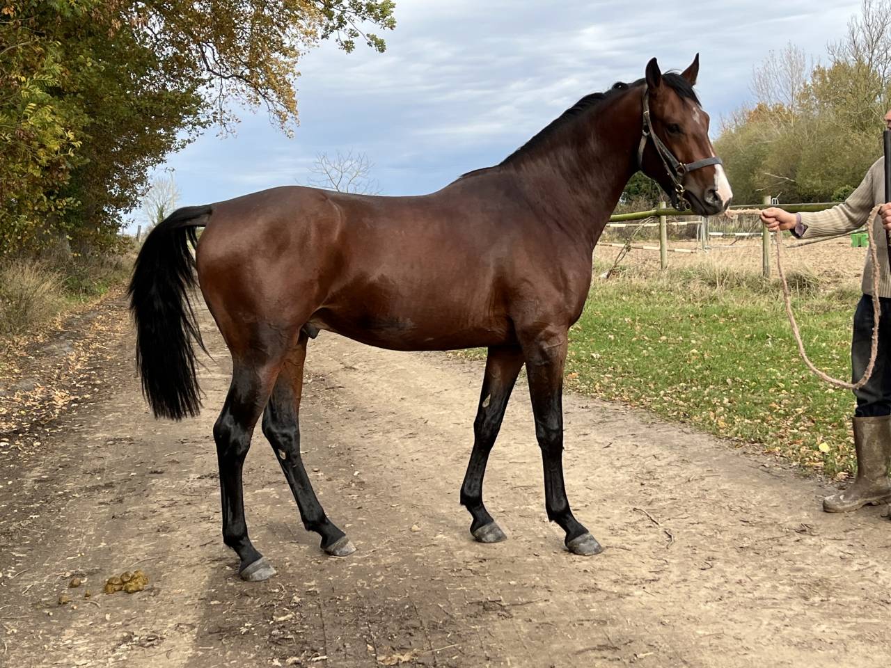 poste stagiaire cavalier galop 7