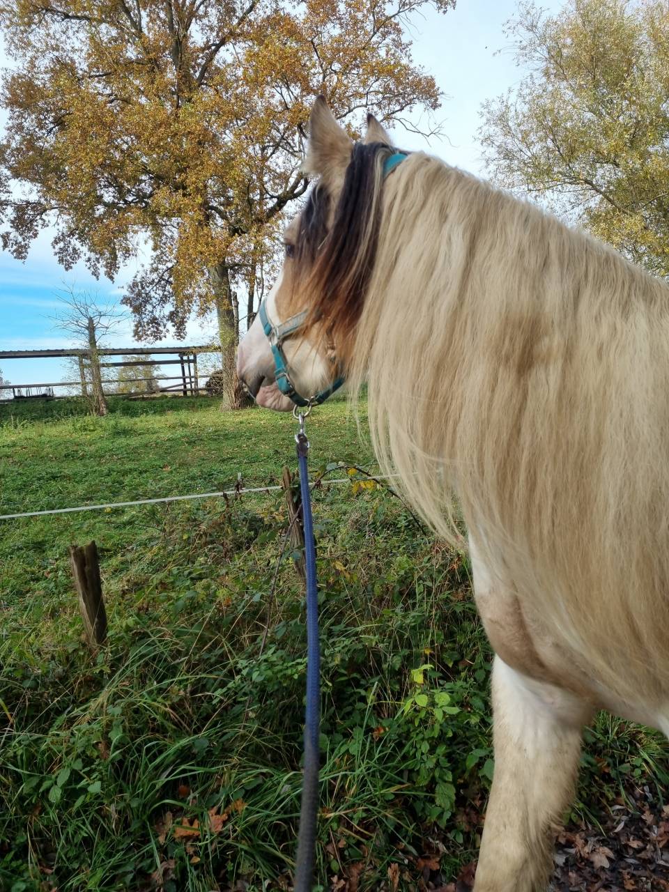 Saillie Irish Cob PP pour 2026 (1m50/1m55)