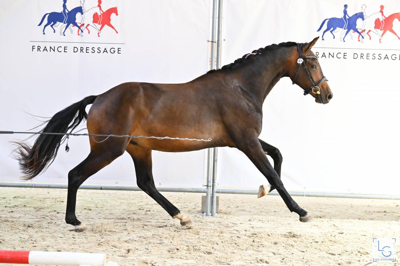 Hongre par Galaxie et Sandreo