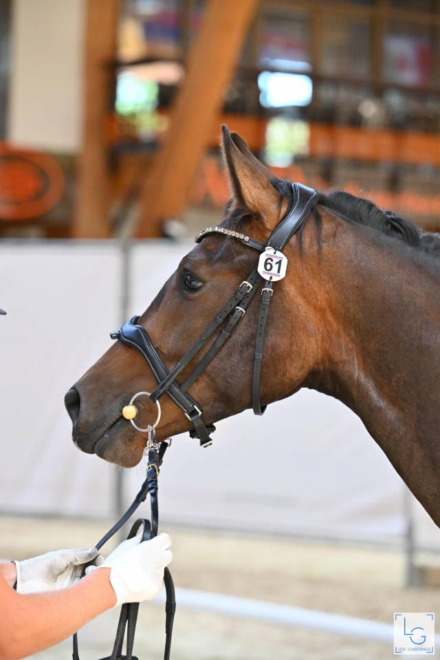 Hongre par Galaxie et Sandreo