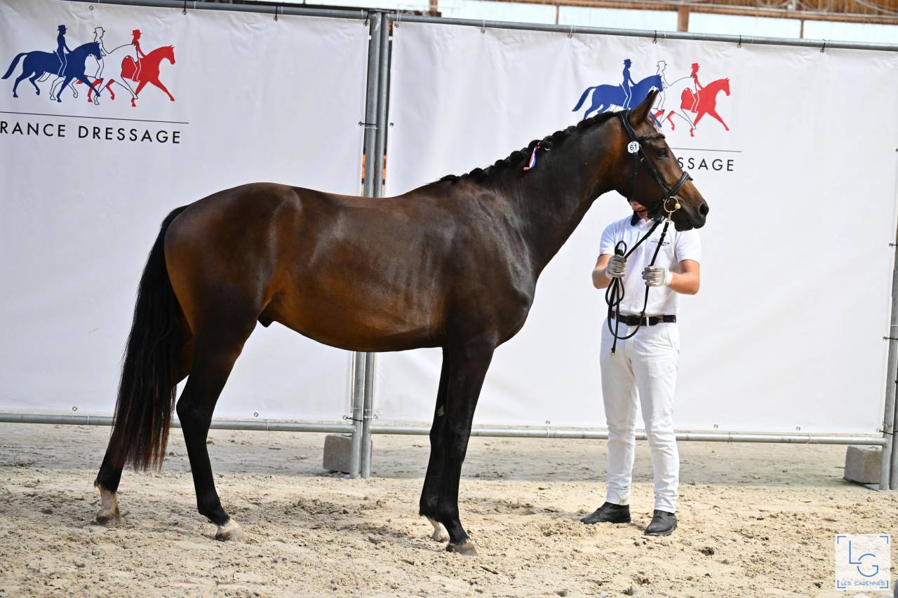 Hongre par Galaxie et Sandreo