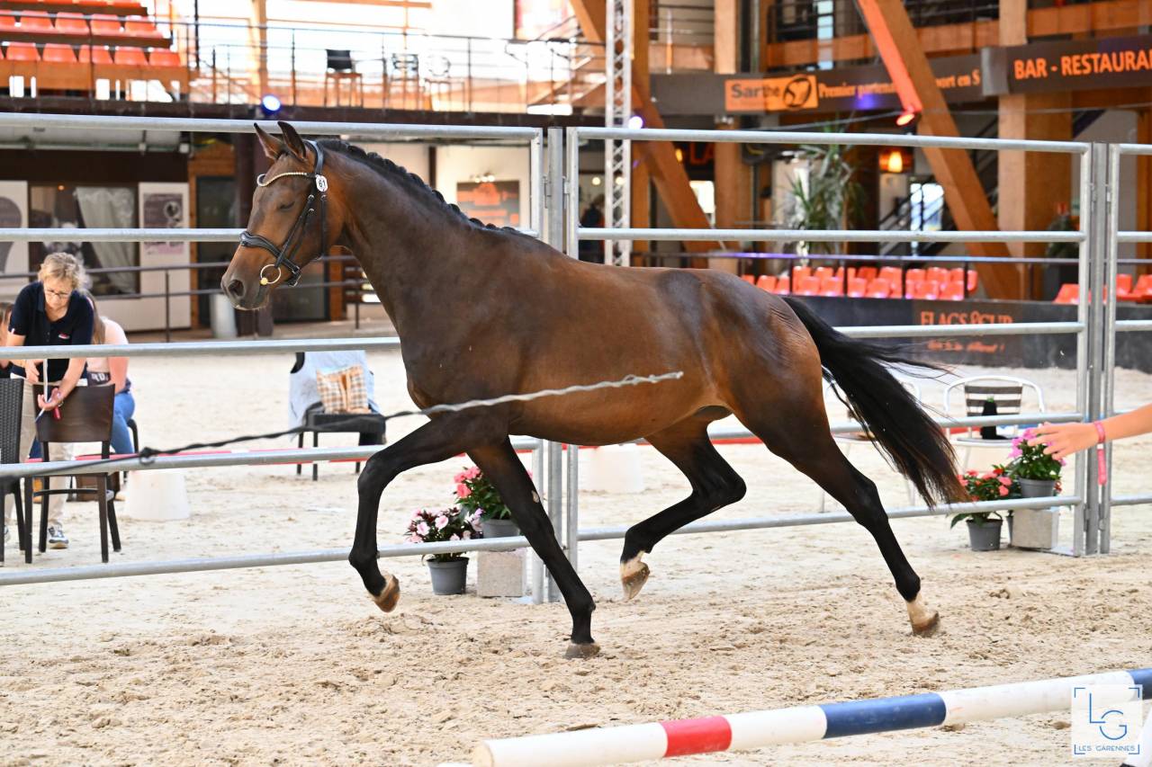 Hongre par Galaxie et Sandreo