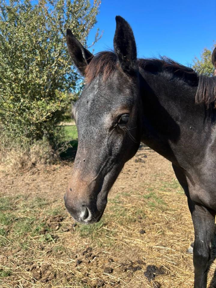 Poulain mâle anglo arabe 