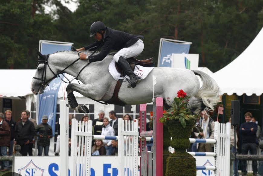 Poulain mâle anglo arabe 