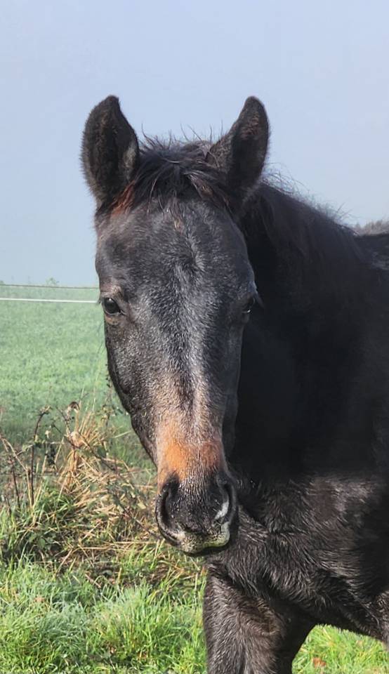 Poulain m&acirc;le anglo arabe 