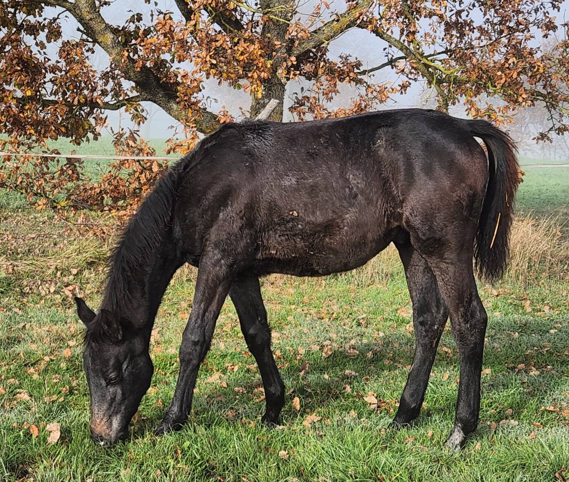 Poulain m&acirc;le anglo arabe 