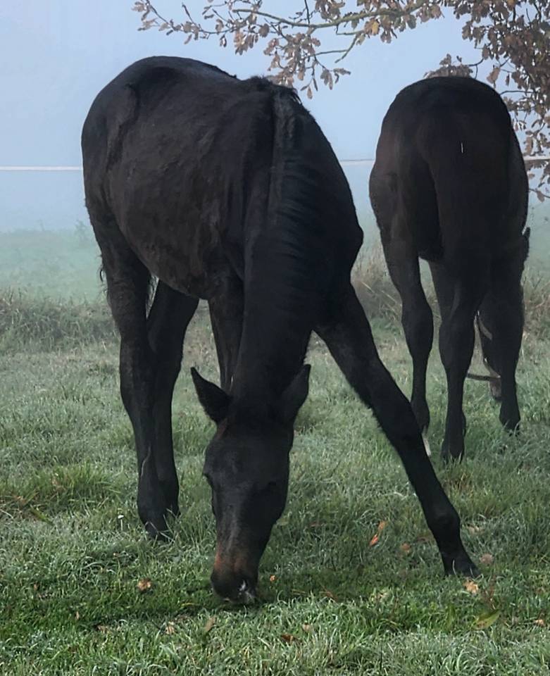 Poulain m&acirc;le anglo arabe 