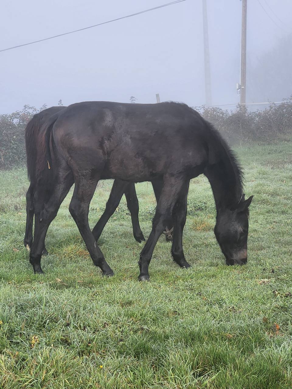 Poulain m&acirc;le anglo arabe 