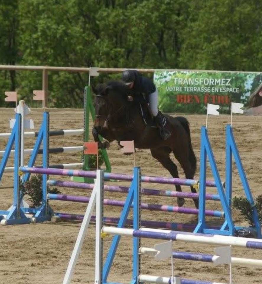 Poulain m&acirc;le anglo arabe 