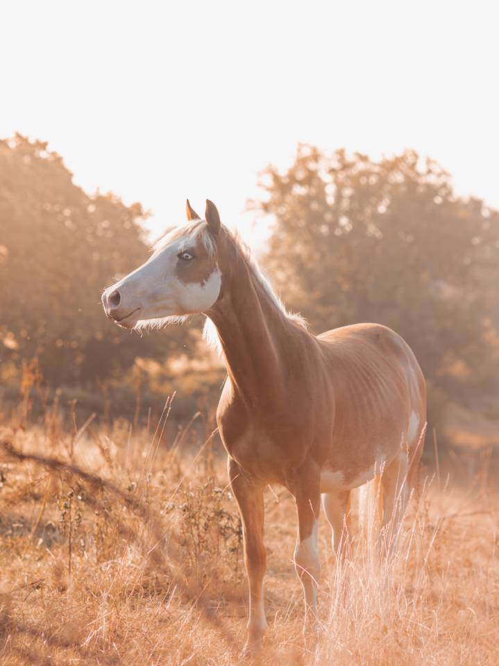 Poulain plein papier a vendre