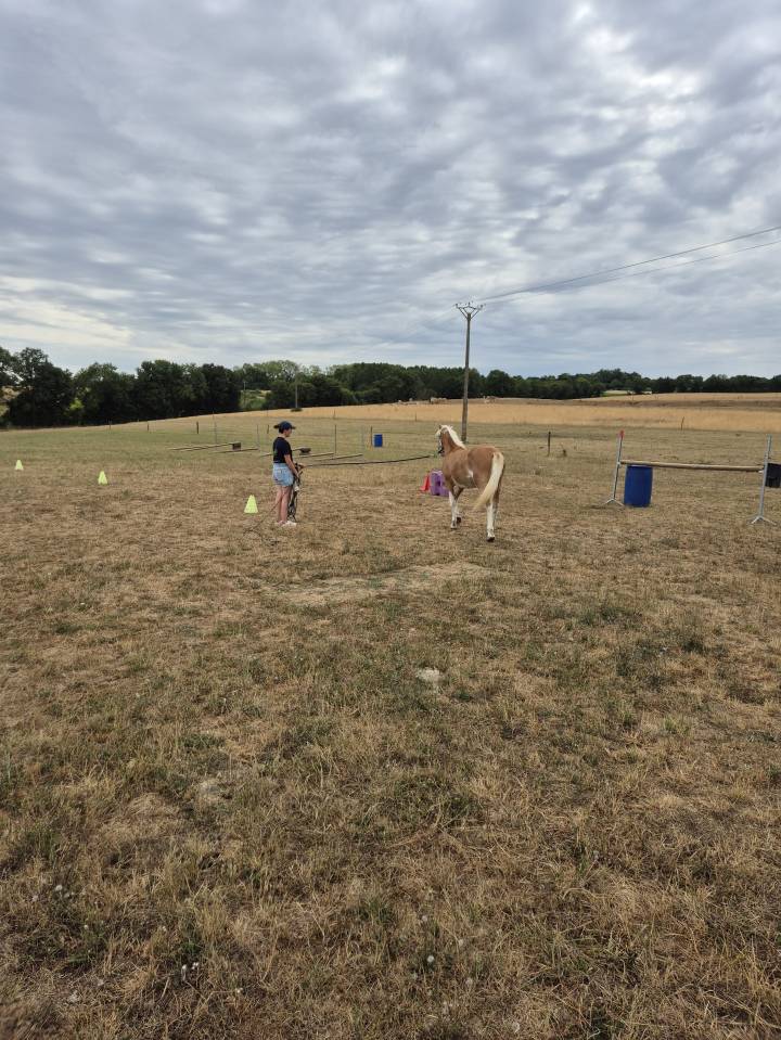 Poulain plein papier a vendre