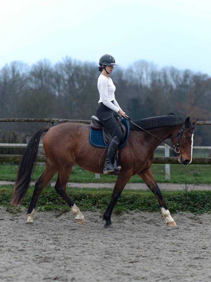 Adorable cheval en Demi-pension disponible!