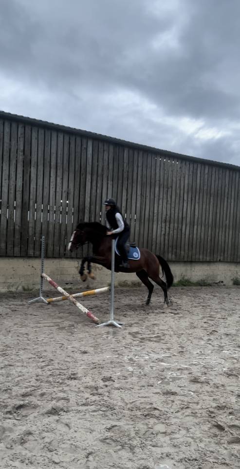 Adorable cheval en Demi-pension disponible!