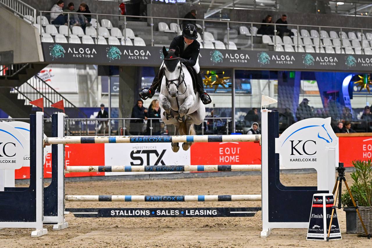 Hongre de 10 ans 140/145