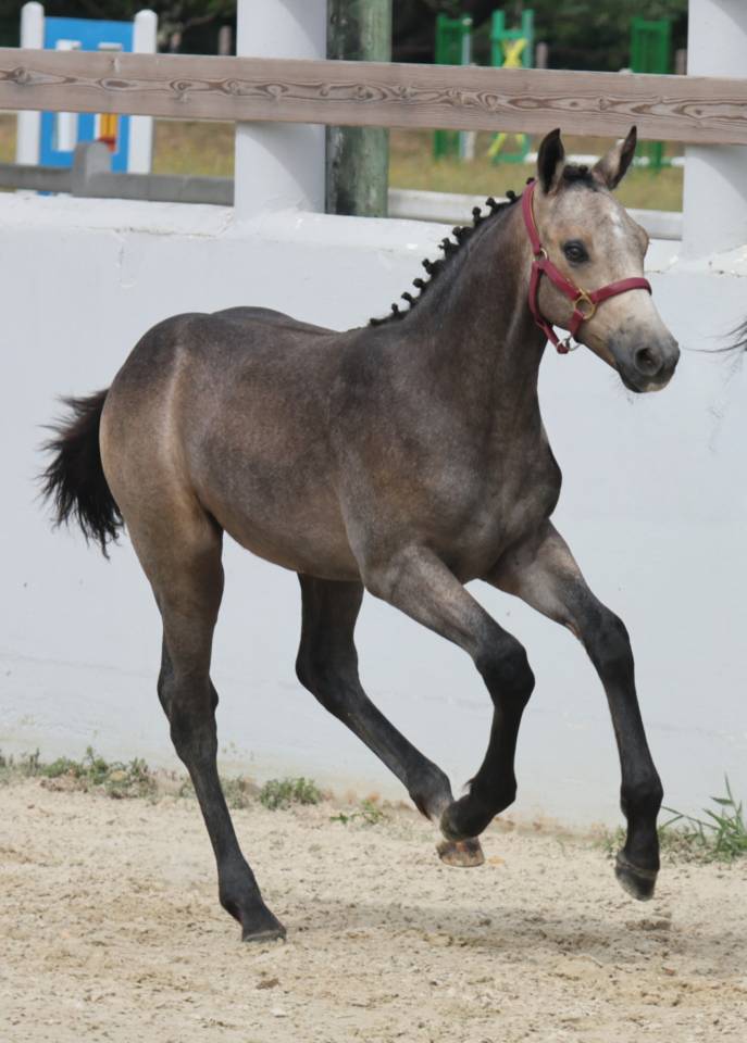Poulain PFS (foal)