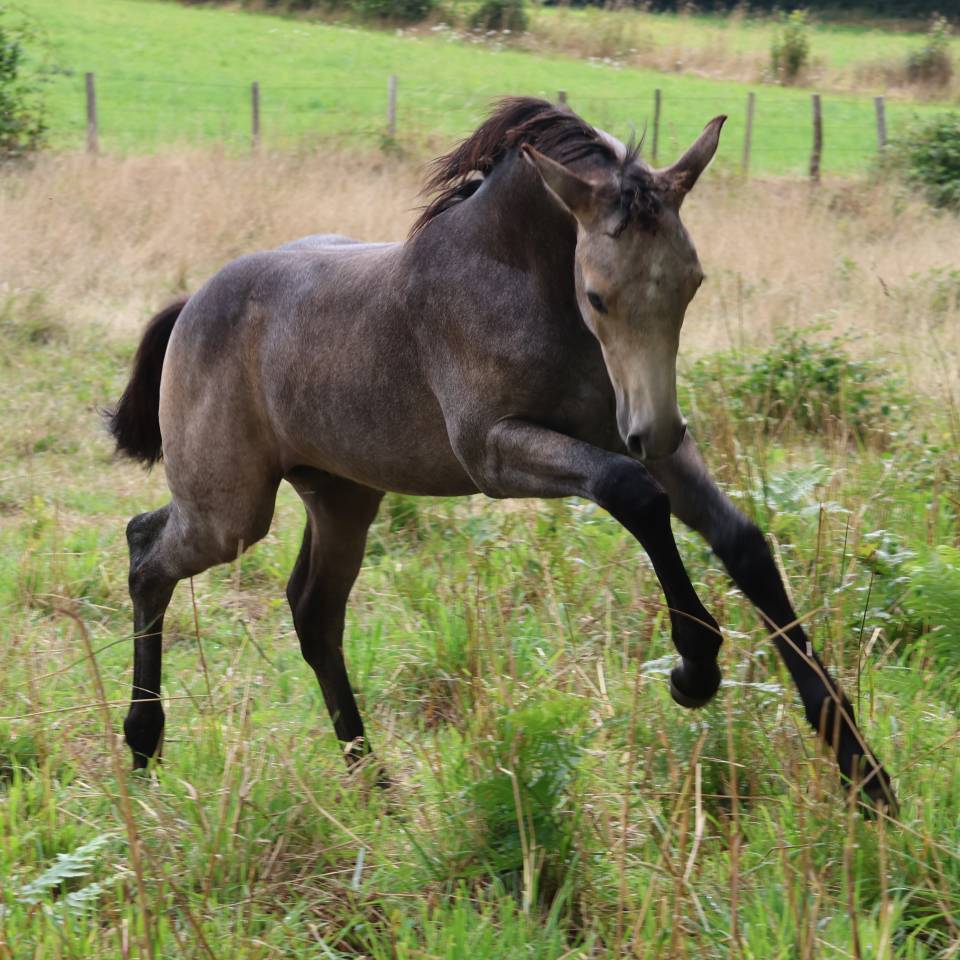 Poulain PFS (foal)