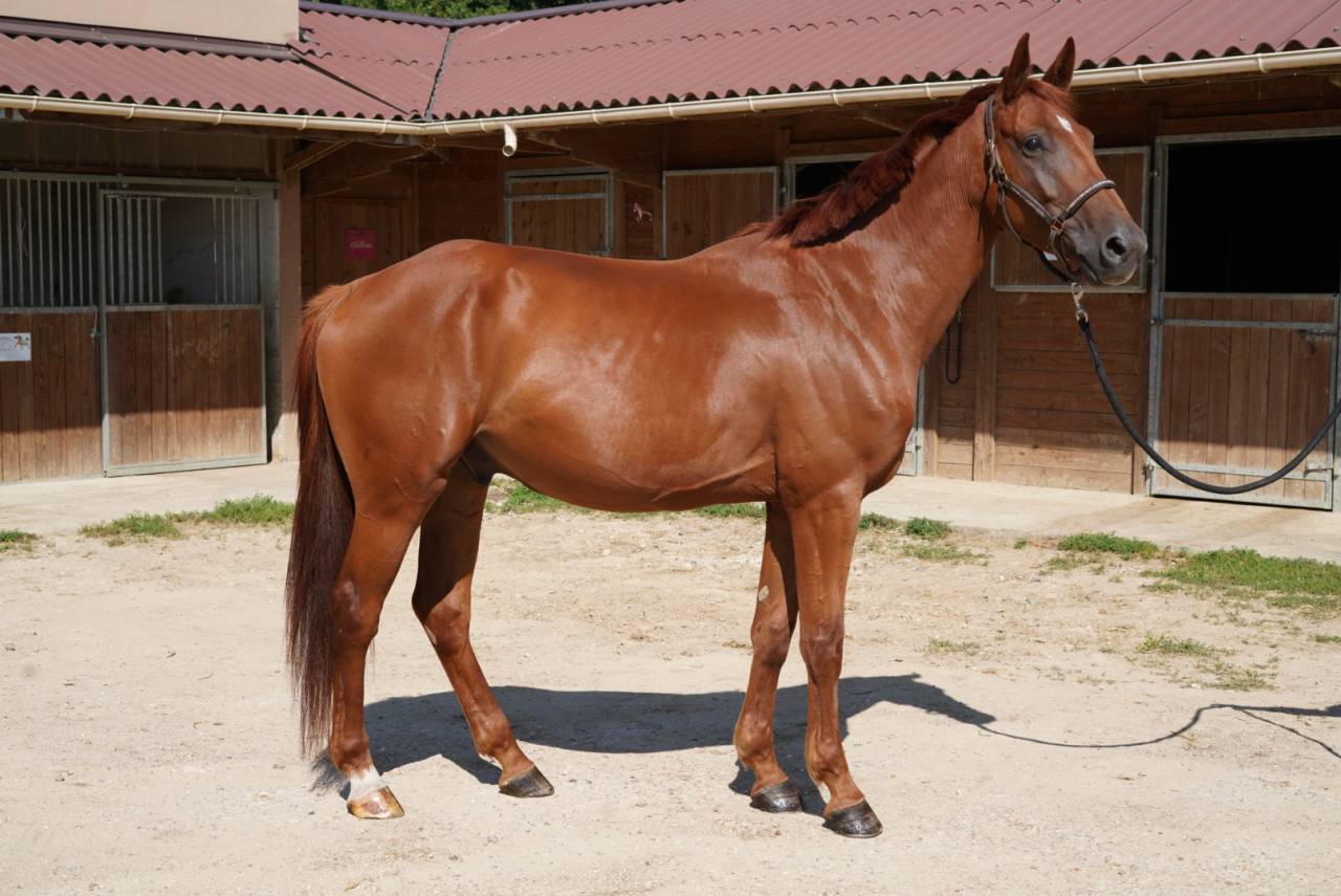 Jeune cheval de sport 