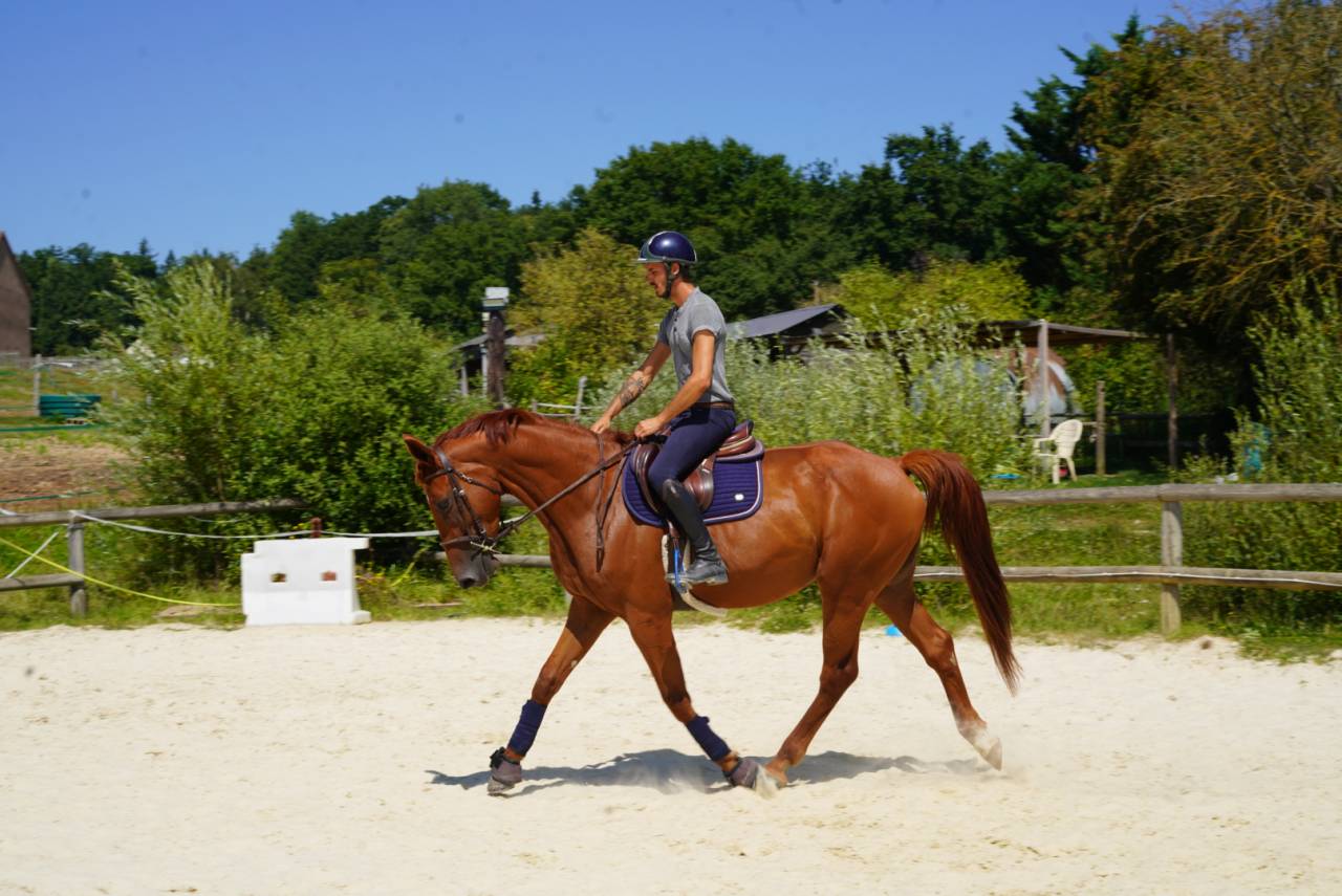 Jeune cheval de sport 
